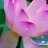 小黄